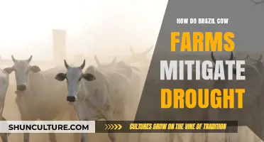 Brazil's Cattle Farms: Innovative Strategies to Combat Drought Challenges