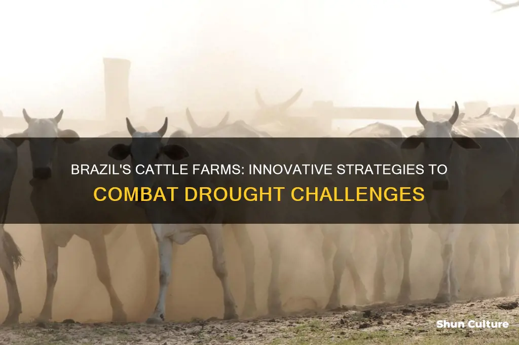 how do brazil cow farms mitigate drought