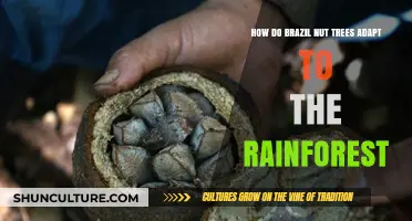 Brazil Nut Trees: Rainforest Adaptations for Survival and Growth