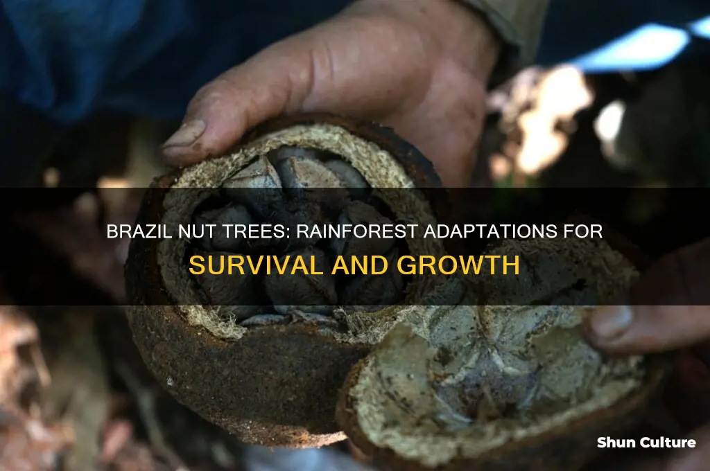 how do brazil nut trees adapt to the rainforest