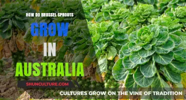 Growing Brussel Sprouts in Australia: A Guide