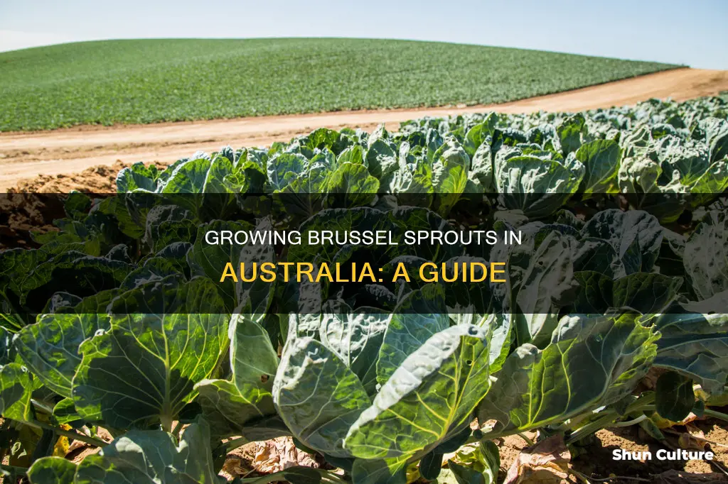 how do brussel sprouts grow in australia