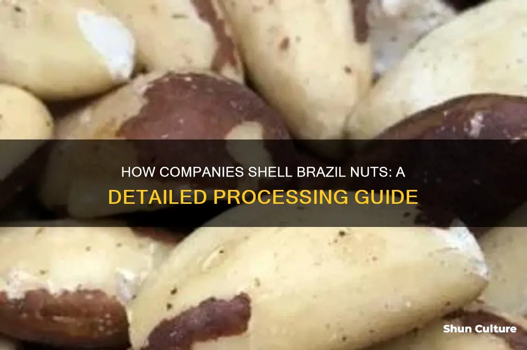 how do companies shell brazil nuts
