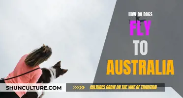 Dogs' Journey: Flying Safely to Australia