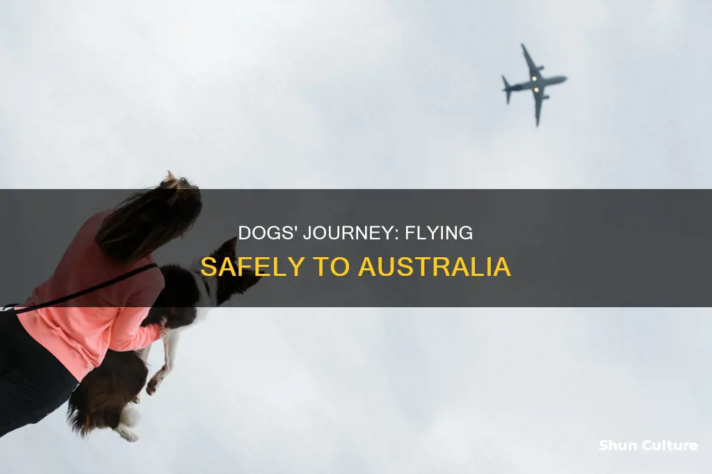 how do dogs fly to australia