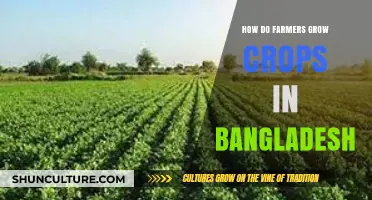 Traditional Techniques and Modern Methods: Crop Cultivation in Bangladesh