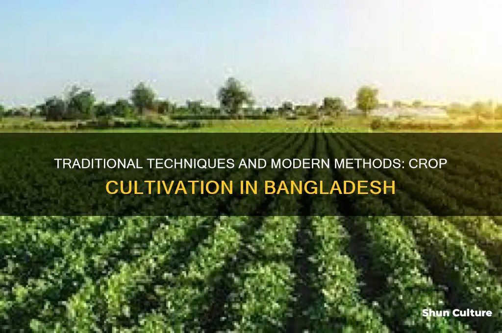 how do farmers grow crops in bangladesh