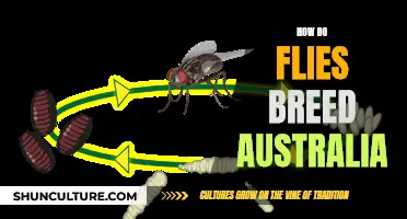 Flies Breeding in Australia: Understanding Their Rapid Reproduction