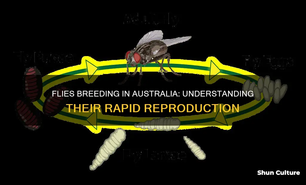how do flies breed australia
