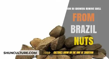 Efficient Brazil Nut Shell Removal Techniques for Growers Explained