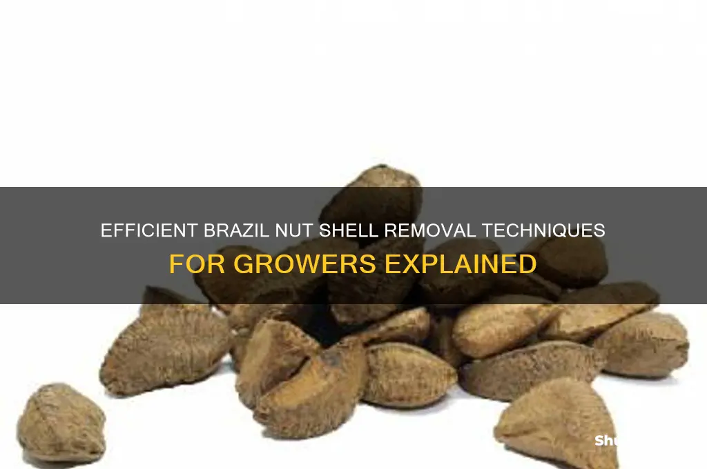 how do growers remove shell from brazil nuts