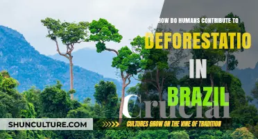 Human Activities Fueling Brazil's Deforestation Crisis: Causes and Impact