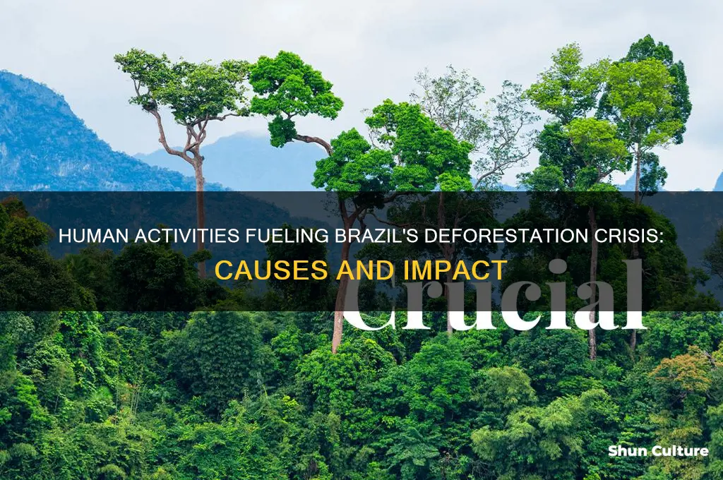 how do humans contribute to deforestation in brazil