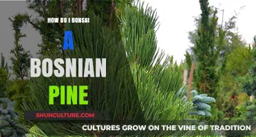 Mastering Bonsai Art: Bosnian Pine Care, Styling, and Maintenance Guide