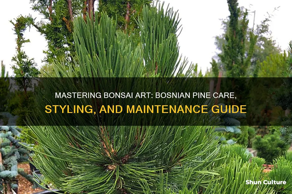 how do I bonsai a bosnian pine