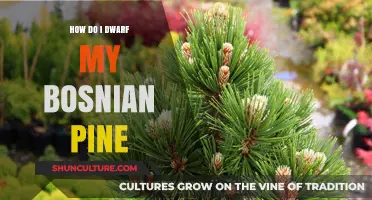Master Dwarfing Bosnian Pine: Essential Techniques for Compact Growth