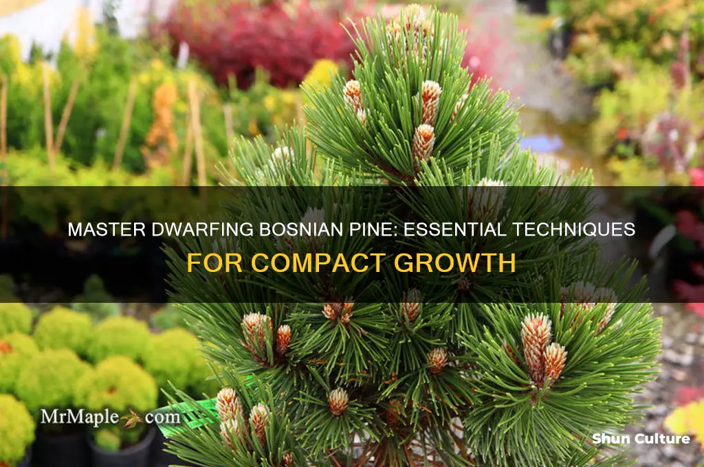 how do I dwarf my bosnian pine
