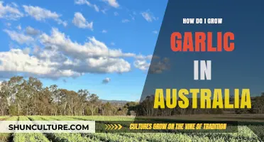 Growing Garlic in Australia: A Step-by-Step Guide