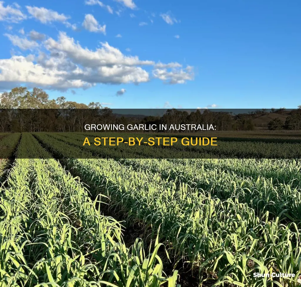 how do I grow garlic in australia