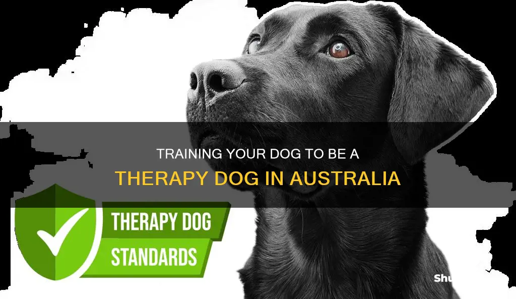 how do I make my dog a therapy dog australia