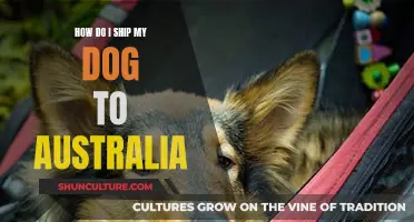 Shipping Your Dog to Australia: What You Need to Know