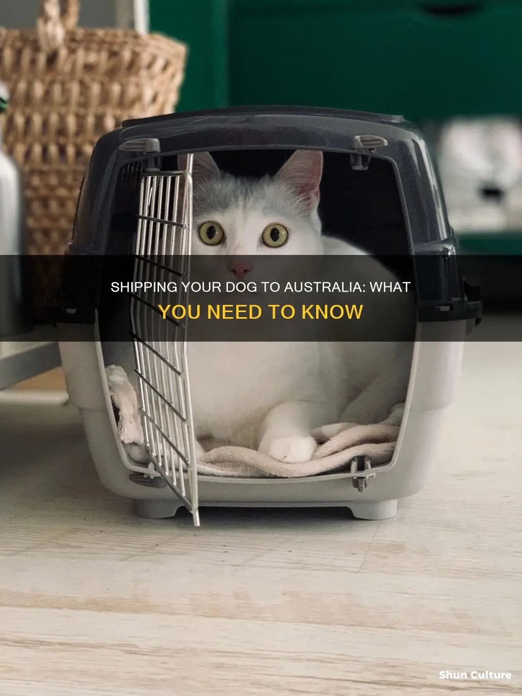 how do I ship my dog to australia