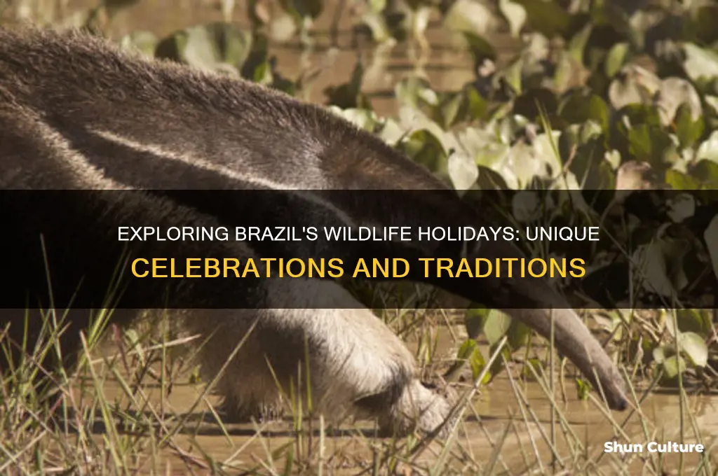 how do people celebrate brazil wildlife holidays