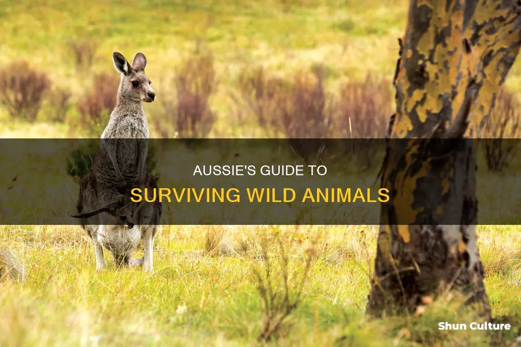 how do people in australia handle dangerous wild animals
