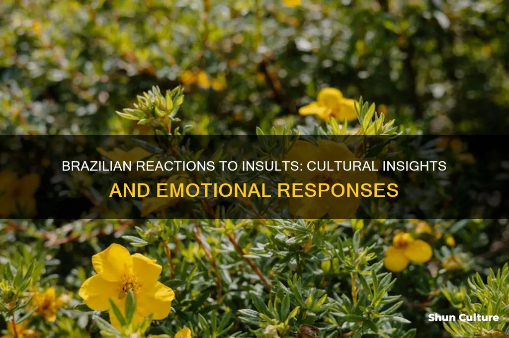 how do people in brazil respond to being insulted
