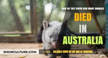 Tracking Australia's Wildlife Loss: Counting Animal Deaths