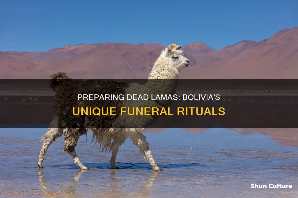 how do they prepare dead lamas of bolivia