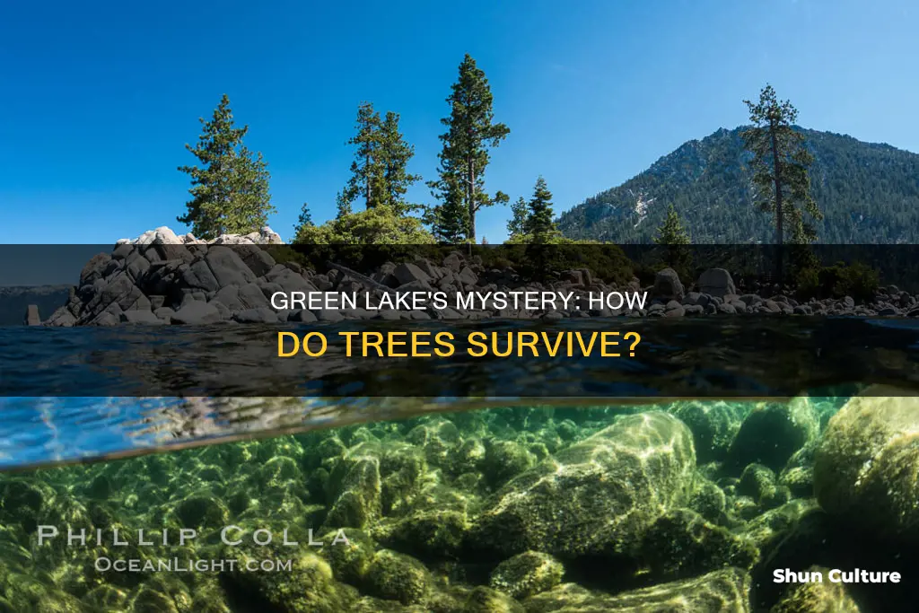 how do trees survive in austria