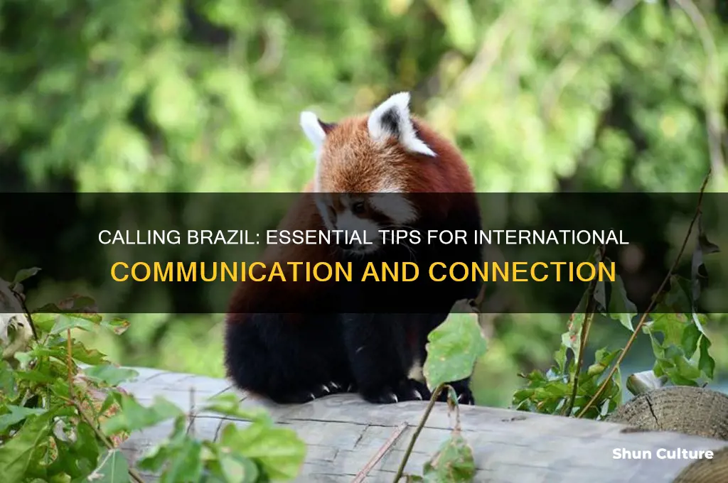 how do you call out to brazil
