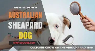 Australian Shepherds: Care Tips for Happy, Healthy Dogs