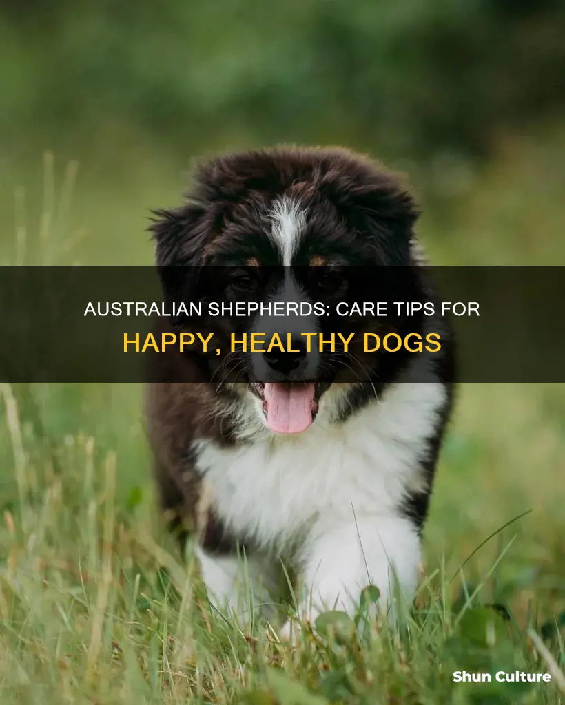 how do you care for an australian sheapard dog