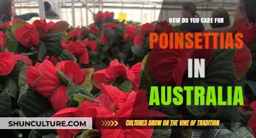 Poinsettia Care Tips for Australians