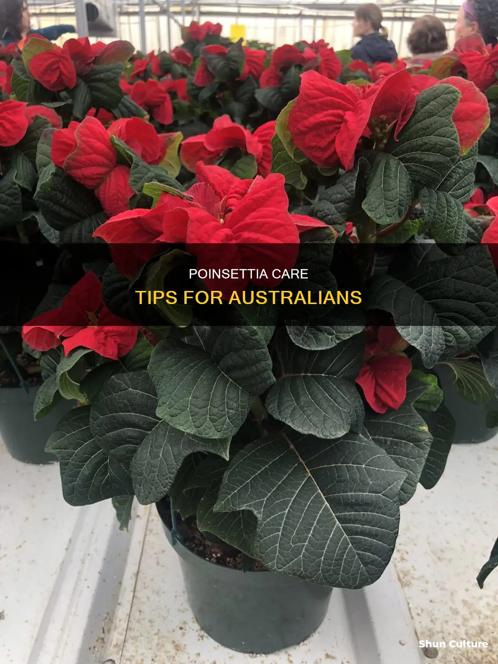 how do you care for poinsettias in australia