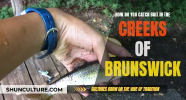 Catching Bait in Brunswick Creeks