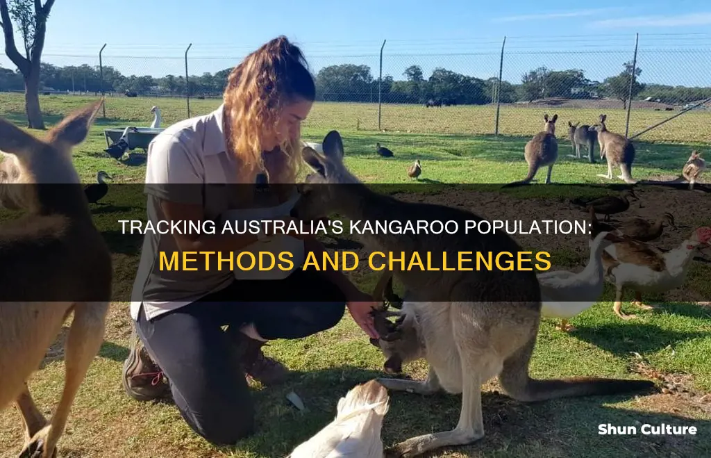 how do you find the population of kangaroos in australia
