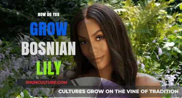 Growing Bosnian Lily: Essential Tips for Vibrant Blooms in Your Garden