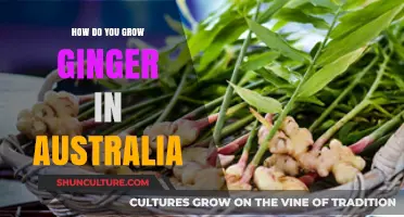 Growing Ginger in Australia: A Step-by-Step Guide