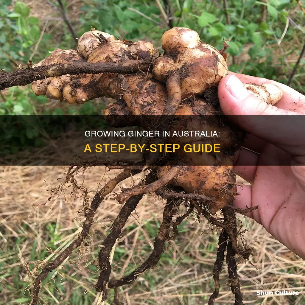 how do you grow ginger in australia