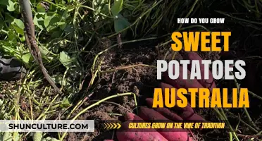 Sweet Potato Success: Australia's Growing Guide