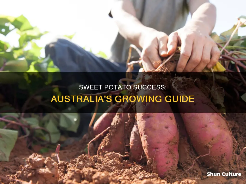 how do you grow sweet potatoes australia