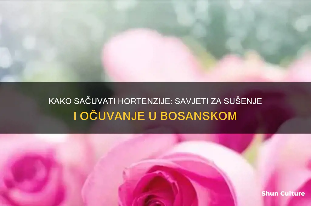 how do you say how to preserve hydrangeas in bosnian