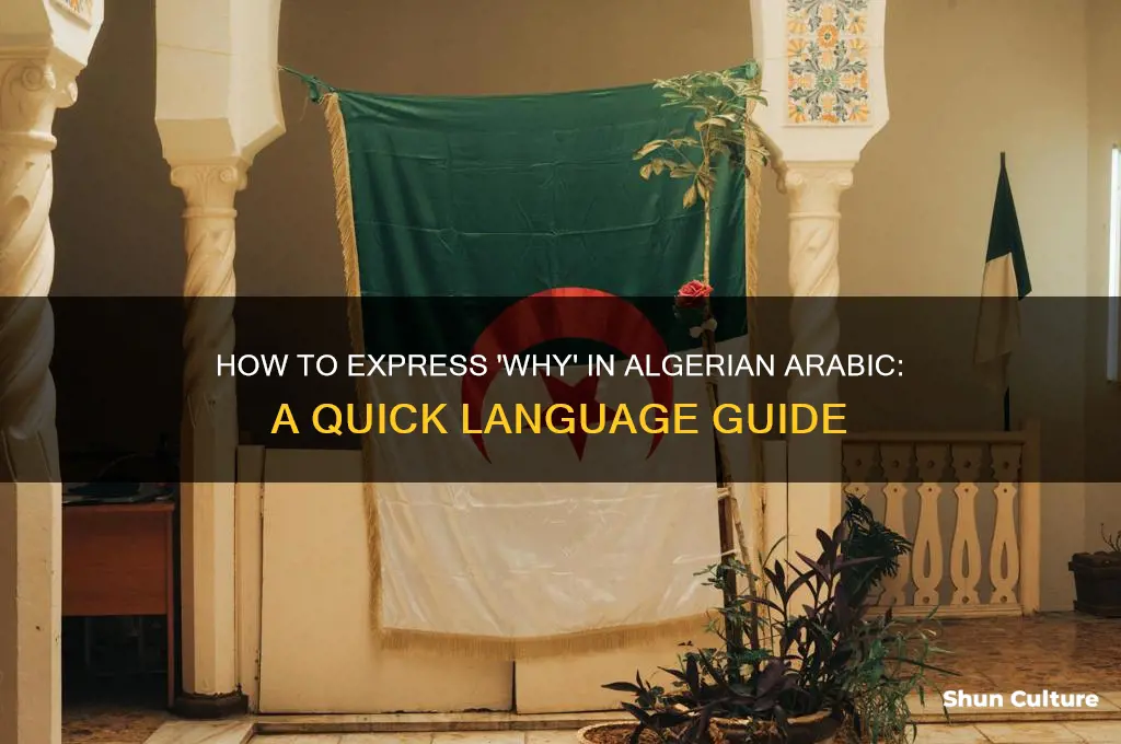 how do you say why in algerian