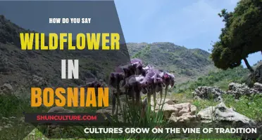 Discovering the Bosnian Word for Wildflower: A Linguistic Journey