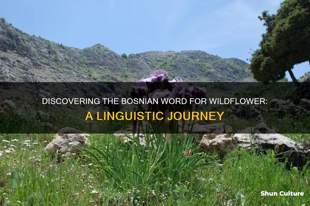 how do you say wildflower in bosnian