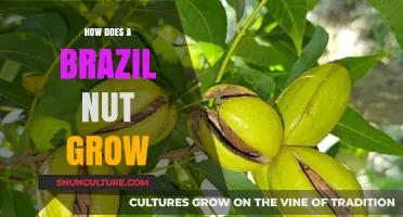 The Fascinating Journey of Brazil Nuts: From Tree to Harvest