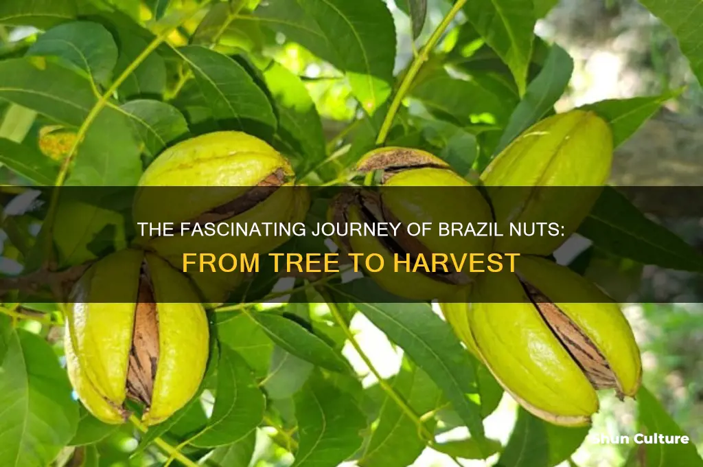 how does a brazil nut grow
